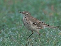 Water Pipit (Anthus spinoletta) photo