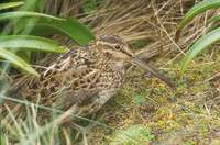 Subantarctic (New Zealand) Snipe (Coenocorypha aucklandica) photo