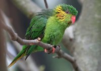 Red-flanked Lorikeet - Charmosyna placentis