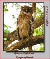 Brown Fish-Owl - Ketupa zeylonensis