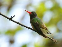 Blue-throated Goldentail - Hylocharis eliciae