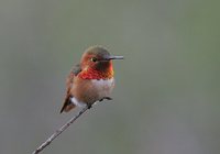 Allen's Hummingbird - Selasphorus sasin