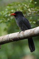 Black-fronted Nunbird - Monasa nigrifrons