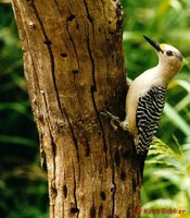 Golden-fronted Woodpecker - Melanerpes aurifrons