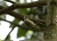 Cardinal Woodpecker - Dendropicos fuscescens