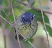 Spot-breasted Antvireo - Dysithamnus stictothorax