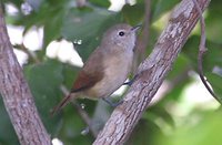 Narrow-billed Antwren - Neorhopias iheringi