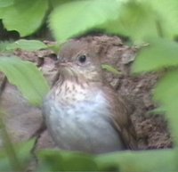 Veery - Catharus fuscescens