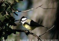 Crested Shrike-tit - Falcunculus frontatus