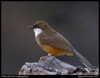 White-throated Laughingthrush - Garrulax albogularis