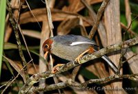 Chestnut-capped Laughingthrush - Garrulax mitratus