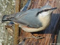 Eurasian Nuthatch - Sitta europaea