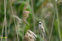 Eurasian Penduline-Tit - Remiz pendulinus