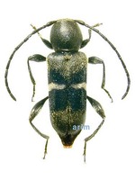 띠하늘소 - Phymatodes albicinctus