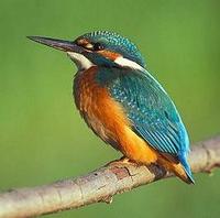 Bismarck kingfisher, Alcedo websteri