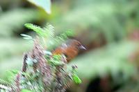 Rufous-browed Conebill