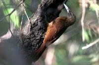 Buff-throated  woodcreeper   -   Xiphorhynchus  guttatus   -