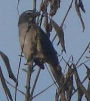 (Southern) Grayish saltator coast Suriname