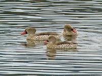 Cape Teal (Kapand) - Anas capensis