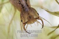 larva of great diving beetle , mandible , Dytiscus marginalis , Dytiscidae , Germany stock photo