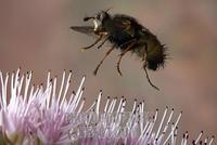 Tachinid fly ( Tachina fera ) stock photo