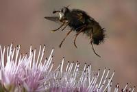 Tachinid fly ( Tachina fera ) stock photo