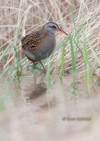 Waterrail C20D 02962.jpg