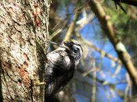 Three-toed Woodpecker (Picoides tridactylus tridactylus) - Adult male Sweden © Jan Larsson