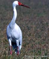 Siberian Crane (Grus leucogeranus) - image by David Behrens