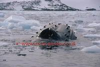 FT0139-00: Distinctive blowhole of a Humpback Whale surfacing amongst growlers. Antarctica