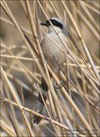 Long-Tailed Shrike Lanius schach 긴꼬리때까치