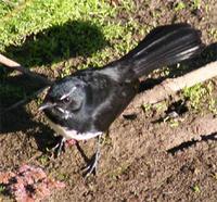 Willie Wagtail