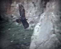 Golden Eagle