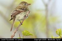 Least Flycatcher - Ohio