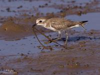 Greater Sand-Plover