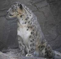 photo of a snow leopard sitting