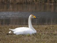 Whooper Swan (Cygnus cygnus)