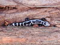 : Ambystoma opacum; Marbled Salamander