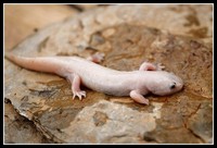 : Ambystoma mexicanum; Mexican Axolotl