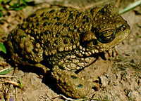 : Bufo achalensis; Sapito Achale