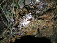: Bufo californicus; Arroyo Toad