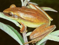 : Hypsiboas albopunctatus