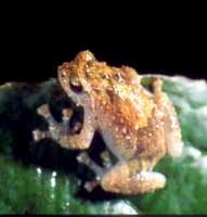 : Platypelis barbouri