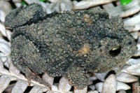: Proceratophrys sp.