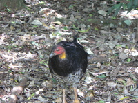 : Alectura lathami; Australian Brush-turkey