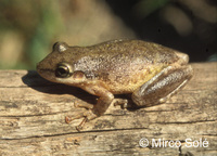 : Scinax nasicus; Lesser Snouted Treefrog