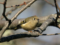 : Regulus calendula; Ruby-crowned Kinglet