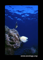 : Chaetodon ornatissimus; Ornate Butterflyfish