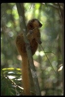 : Hapalemur aureus; Golden Bamboo Lemur