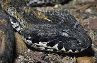 : Acanthophis hawkei; Barkly Death Adder